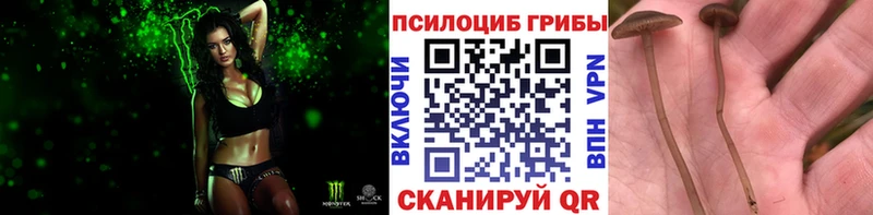 Псилоцибиновые грибы Psilocybine cubensis Новоалтайск